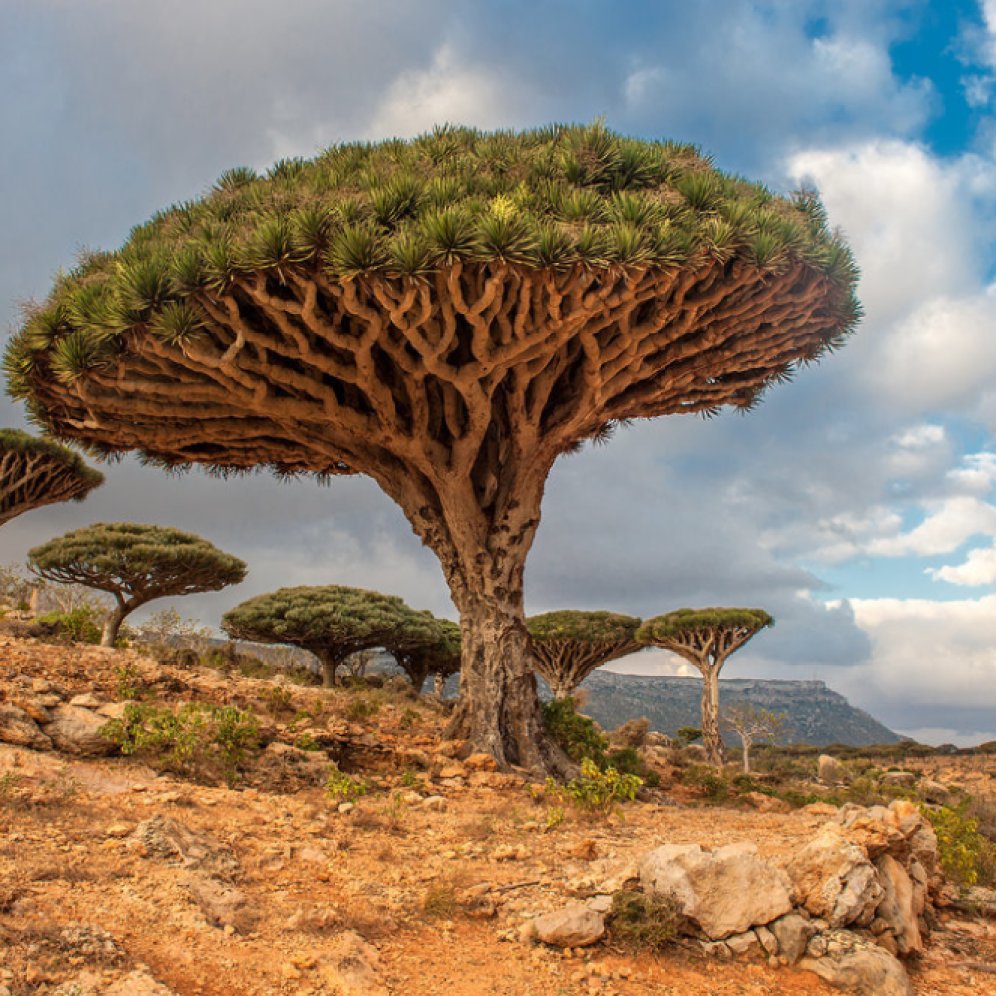 Dragon-Trees-Yemen