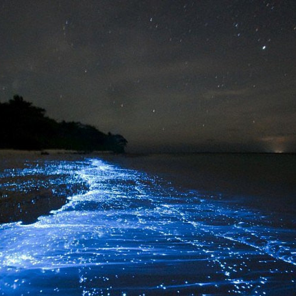 Sea-Stars-Maldives